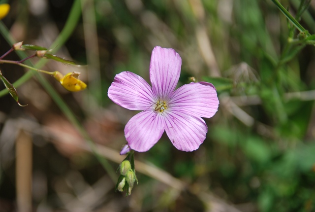 Linum